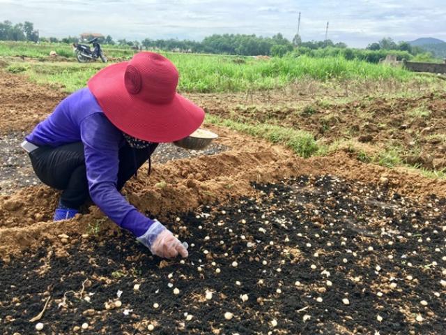 Thứ ở nước ngoài mọc như cỏ, ở Việt Nam trồng lãi hàng chục triệu/sào